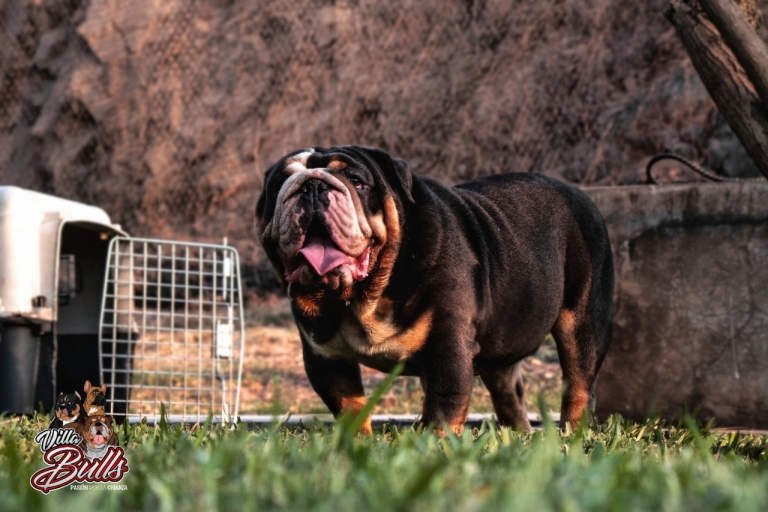 imagen 2023 06 06 025748207 768x512