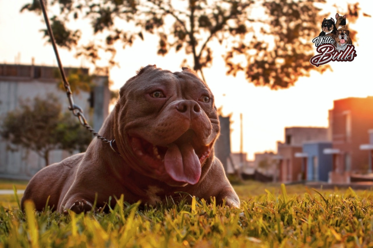 imagen 2023 06 06 041133277 768x512